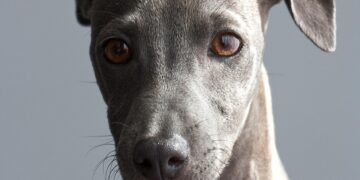 Top Picks for Best Apartment Dogs That Don't Shed: A Pet Lover's Dream