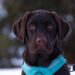 Top Picks for Durable Dog Leashes