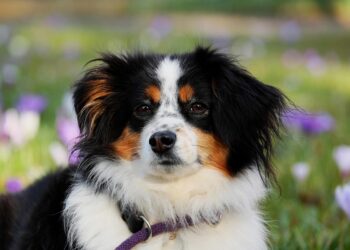 Top Choices for the Best Apartment Dogs: Find Your Perfect Match