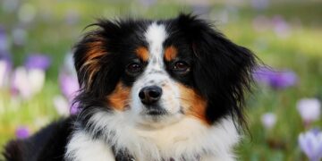 Top Choices for the Best Apartment Dogs: Find Your Perfect Match