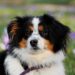 Top Choices for the Best Apartment Dogs: Find Your Perfect Match