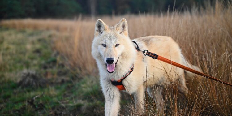 Unleash Fun: Discover the Best Hands-Free Dog Leashes