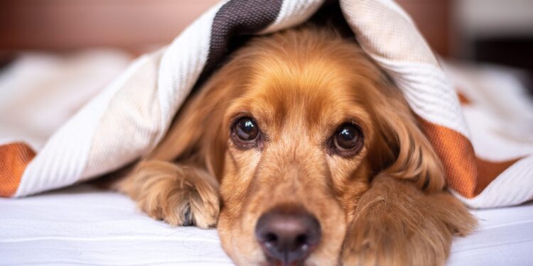Essential Dog Tips for Winter: How to Keep Your Pup Safe and Warm
