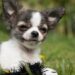 How to Care for Small Hypoallergenic Dogs That Are Calm: A Comprehensive Guide