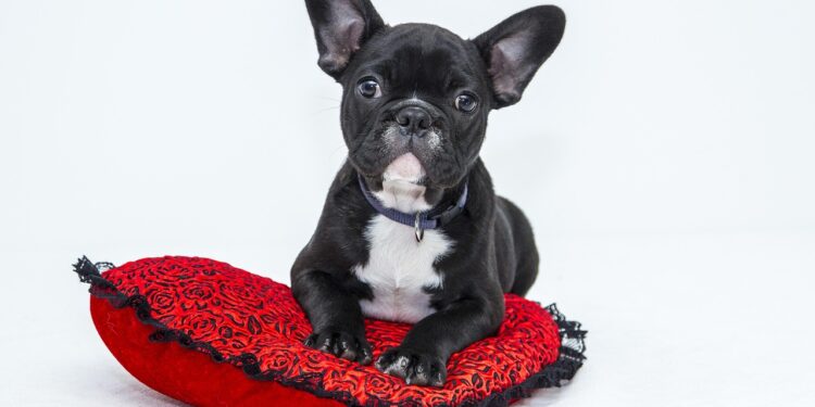 Discover the Best Apartment Dogs Medium Sized for Your Small Space Living