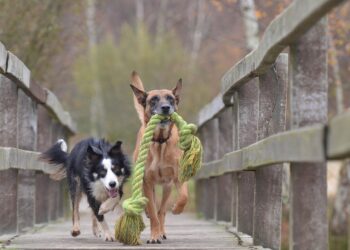 Why Dog Ball Toys Are a Must-Have for Energetic Pups