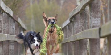 Why Dog Ball Toys Are a Must-Have for Energetic Pups