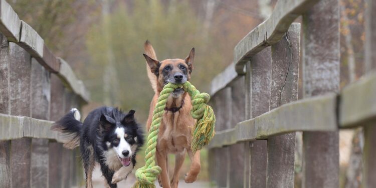 Why Dog Ball Toys Are a Must-Have for Energetic Pups
