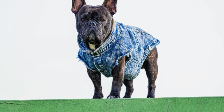 Top Benefits of a Dog Rain Coat for Your Furry Friend