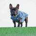 Top Benefits of a Dog Rain Coat for Your Furry Friend