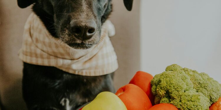 Safe Snacking: What Can Dogs Eat That Humans Eat During Family Picnics?