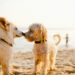 Living Large in Small Spaces: The Best Apartment Dogs Medium Sized Perfect for You
