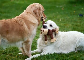 5 Reasons Why Small Hypoallergenic Dogs That Are Calm Make Perfect Pets