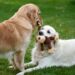 5 Reasons Why Small Hypoallergenic Dogs That Are Calm Make Perfect Pets