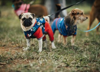 The Ultimate Guide to Choosing the Right Dog Coats for Every Season