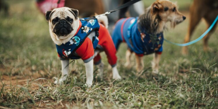 The Ultimate Guide to Choosing the Right Dog Coats for Every Season