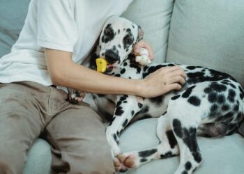 Discover the Fun: Why the Dog Toy Ball in a Ball Is a Must-Have for Your Pup