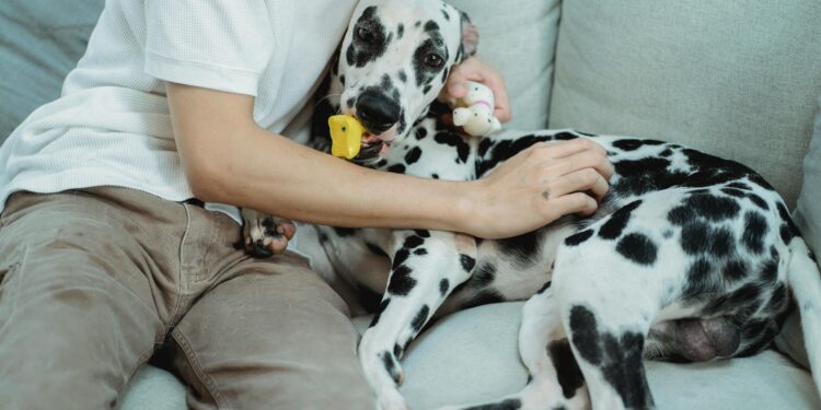 Discover the Fun: Why the Dog Toy Ball in a Ball Is a Must-Have for Your Pup