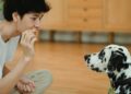 The Secret to Curbing Destructive Chewing in Dogs