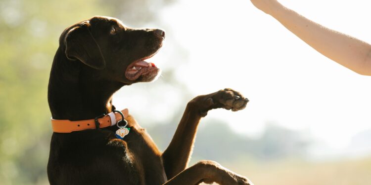 Decoding Barks and Whines: Insights from Dog Behavior Explained