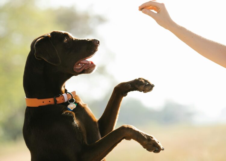 Decoding Barks and Whines: Insights from Dog Behavior Explained