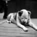 Why Are My Dog’s Tips of Ears Bleeding? Uncovering Common Causes