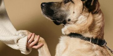 Mastering Dog Behavior Training: Tips for a Happier Pet