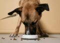 Discover the Best Food for Older Dogs with Stomach Issues: A Comprehensive Guide