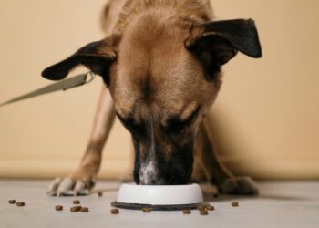Discover the Best Food for Older Dogs with Stomach Issues: A Comprehensive Guide