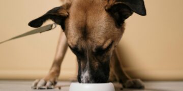 Discover the Best Food for Older Dogs with Stomach Issues: A Comprehensive Guide