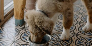 Essential Tips for Enhancing Dog Wellness Every Day