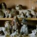 Maximize Your Space and Pet Happiness with the Best Apartment Dogs That Can Be Left Alone