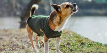How Designer Dog Clothes Are Redefining Pet Fashion Trends