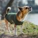 How Designer Dog Clothes Are Redefining Pet Fashion Trends