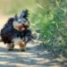 Preventing Spills: Innovative Ways Your Dog Tips Over Water Bowl and How to Stop It