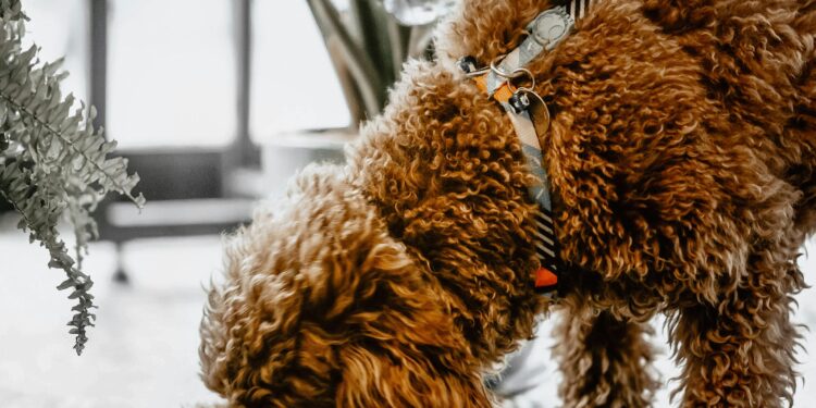 Understanding What Can Dogs Eat: A Guide to Safe Human Food for Your Pooch