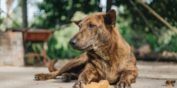 The Best Food for Older Dogs with No Teeth: Soft & Nutritious Options that Matter