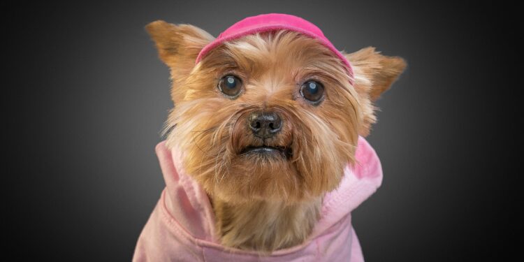 Top Trends in Small Dog Clothes for Every Season