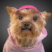 Top Trends in Small Dog Clothes for Every Season