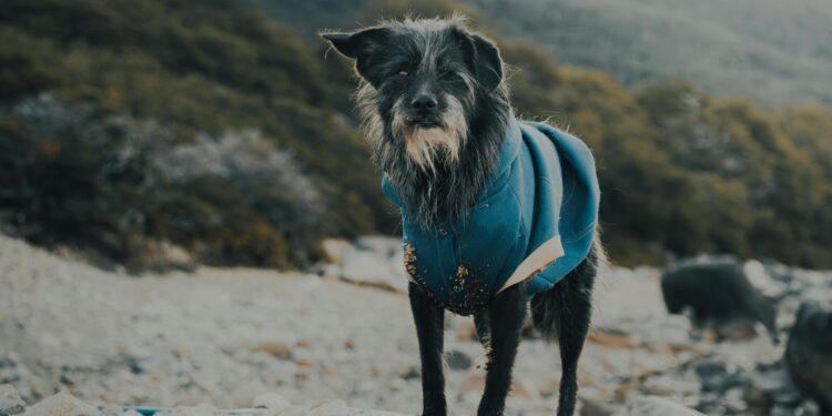 Unleashing the Fun: How the Little Beast Dog Became a Sensation in Pet Communities