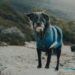 Unleashing the Fun: How the Little Beast Dog Became a Sensation in Pet Communities