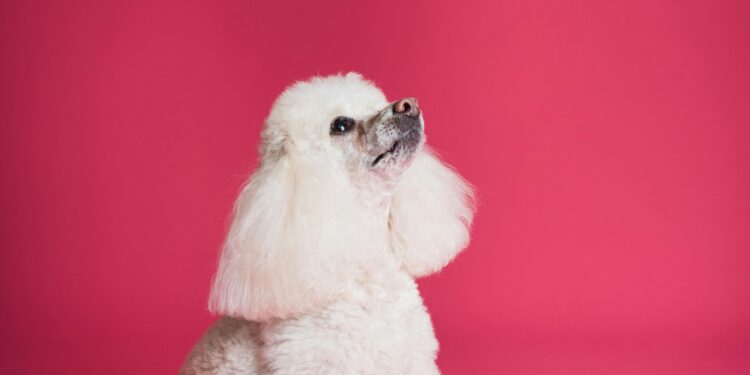 Understanding Aggression in Dogs: Causes and Solutions