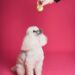 Understanding Aggression in Dogs: Causes and Solutions