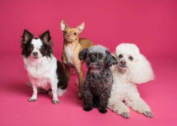 Ultimate Guide to Small Hypoallergenic Dogs: Find Your New Best Friend