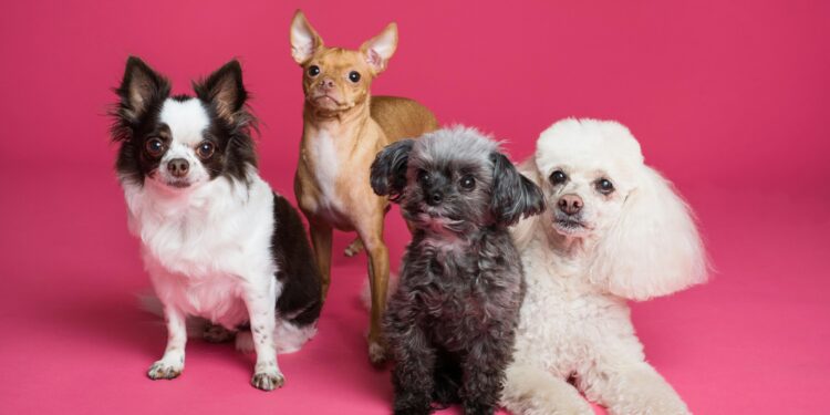 Ultimate Guide to Small Hypoallergenic Dogs: Find Your New Best Friend