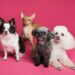 Ultimate Guide to Small Hypoallergenic Dogs: Find Your New Best Friend