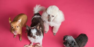 Discover the Joy: Best Apartment Dogs That Don’t Shed for a Cleaner Home