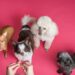 Discover the Joy: Best Apartment Dogs That Don’t Shed for a Cleaner Home