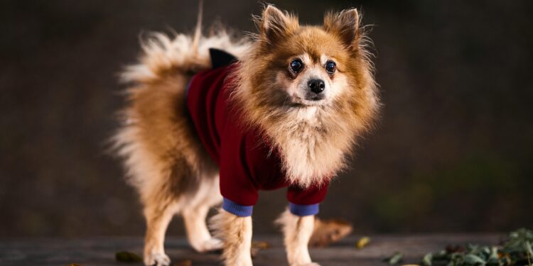 Top Trends in Dog Clothes for Every Season