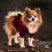 Top Trends in Dog Clothes for Every Season